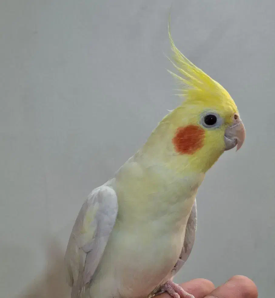 عروس هلندی لوتینو نر یکساله مست|پرنده|تهران, جلیلی|دیوار