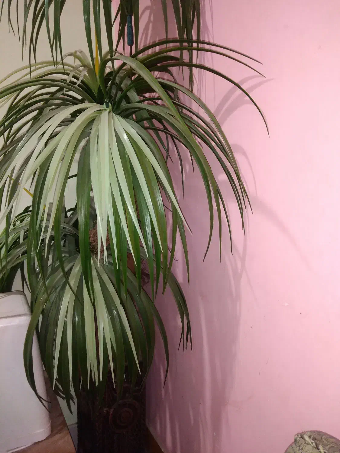 گلدان نخل مصنوعی|گل مصنوعی|شوشتر, |دیوار