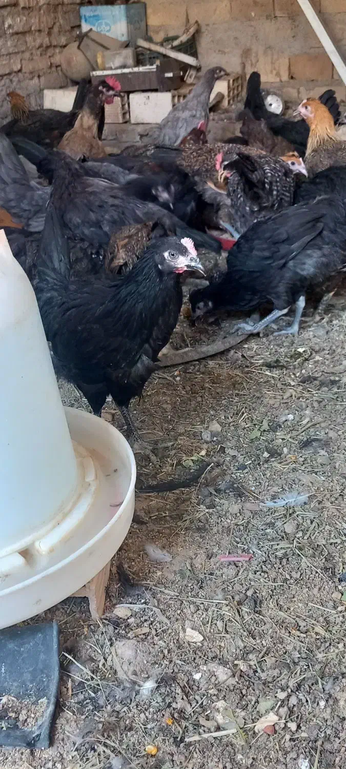 مرغ وخروس رسمی قلم سیاه نزدیک به تخم|حیوانات مزرعه|یزد, |دیوار