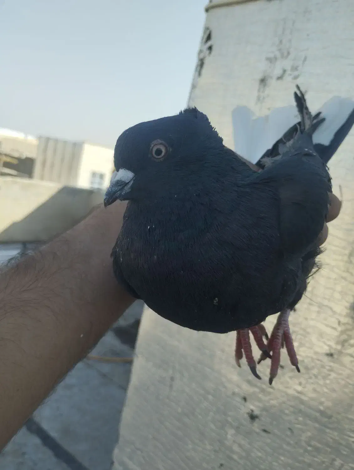 ذیل دمسفید نر|پرنده|تاکستان, |دیوار