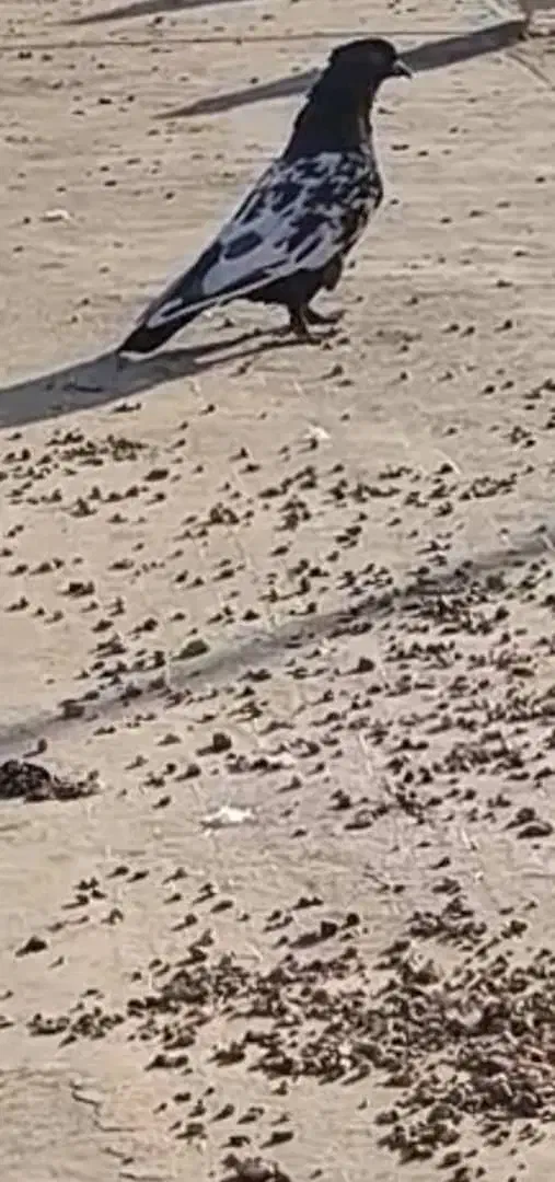 کبوتر|پرنده|شیراز, دلگشا|دیوار