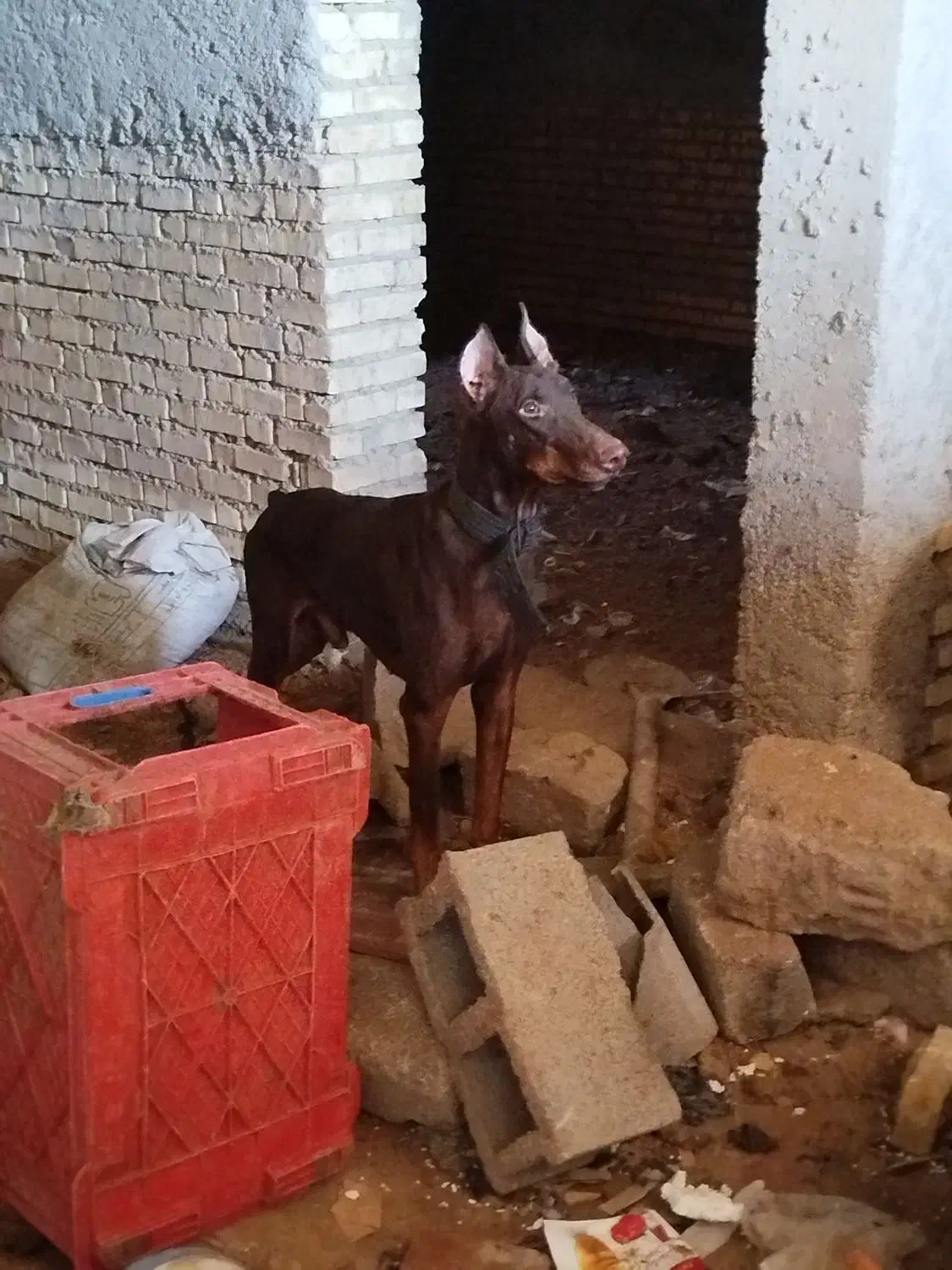 سگ دوبرمن|سگ|خرمشهر, |دیوار