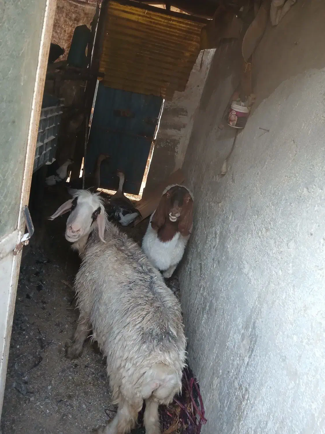 میش|حیوانات مزرعه|برخوار, |دیوار