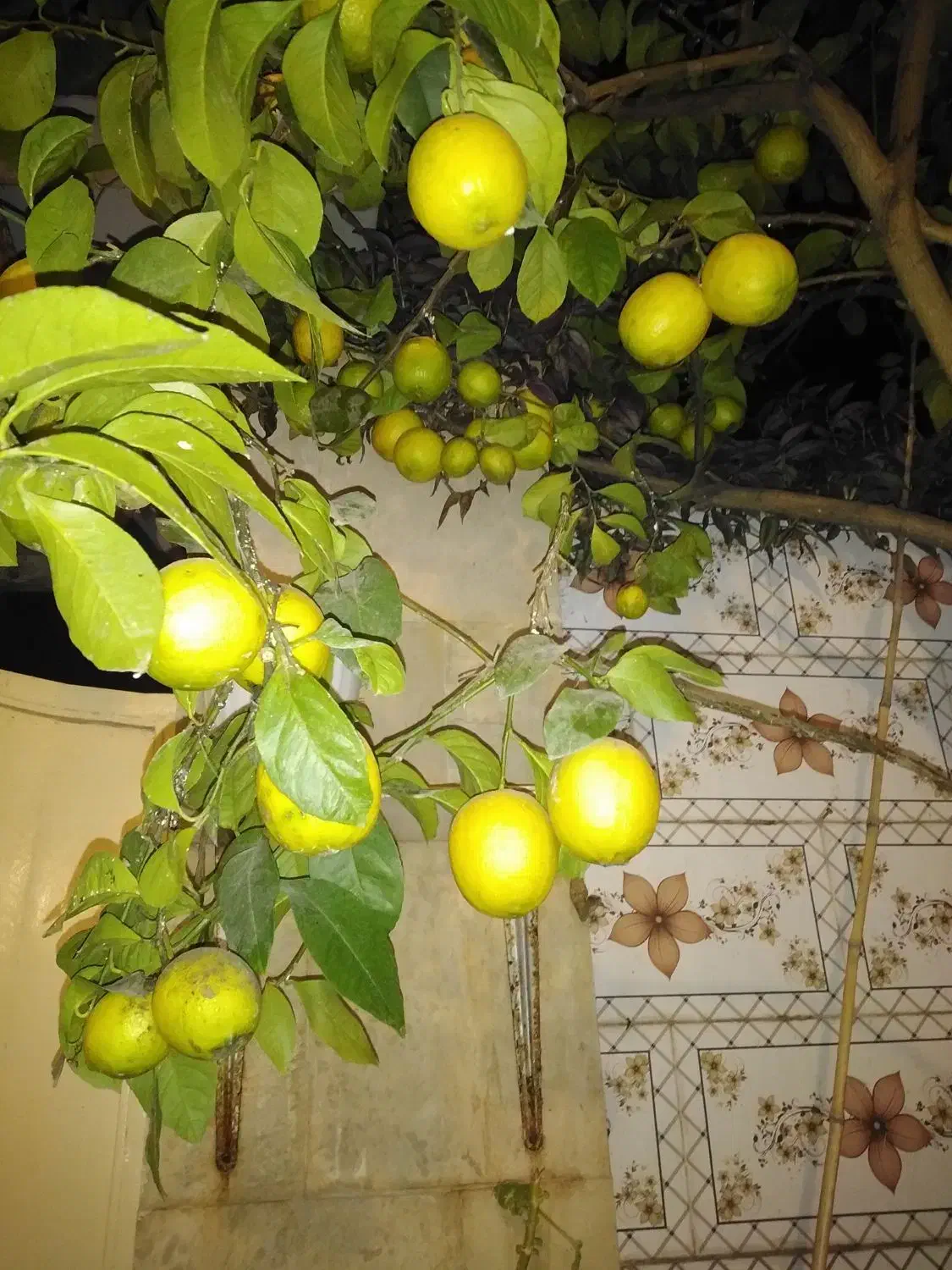 فروش لیموترش|حراج|لنگرود, |دیوار