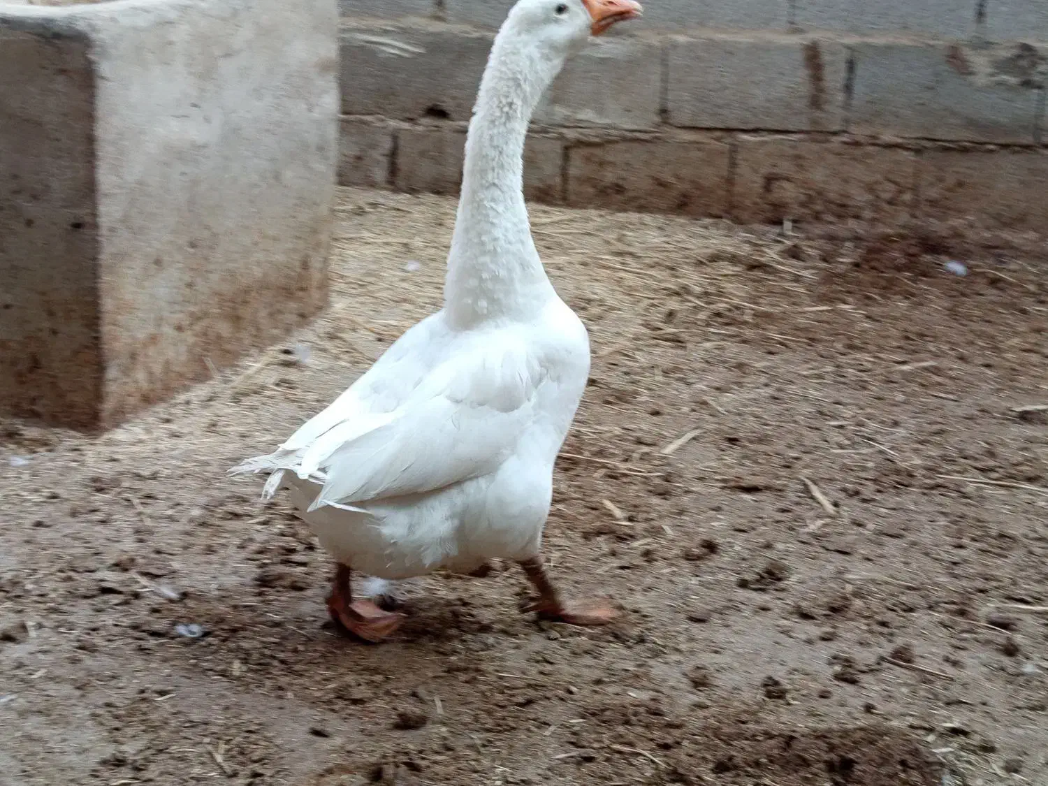 قوغاز سفید|حیوانات مزرعه|باوی, |دیوار