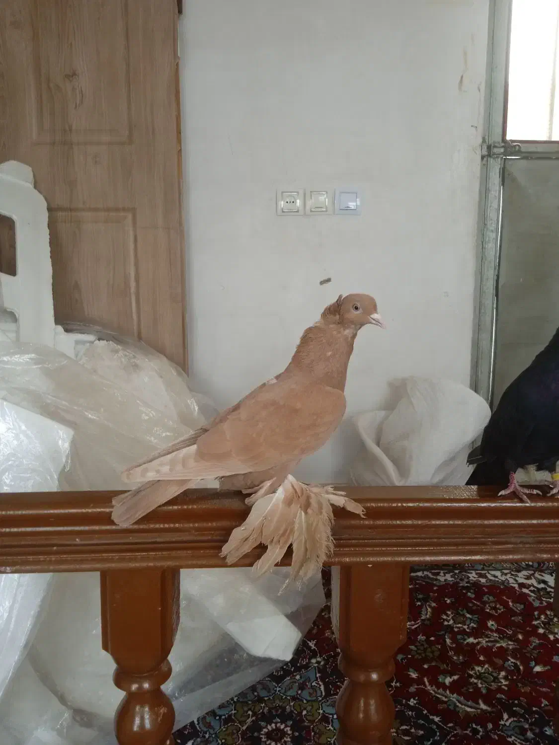 کبوتر ساری|پرنده|تبریز, |دیوار