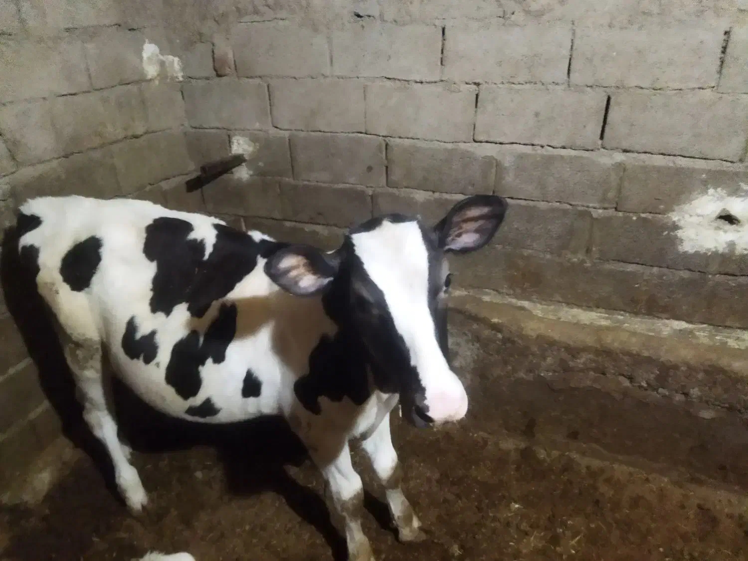 گوساله|حیوانات مزرعه|کلیائی, |دیوار