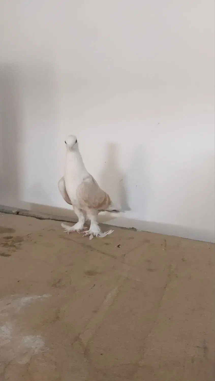 سار و رنگه|پرنده|بجنورد, |دیوار