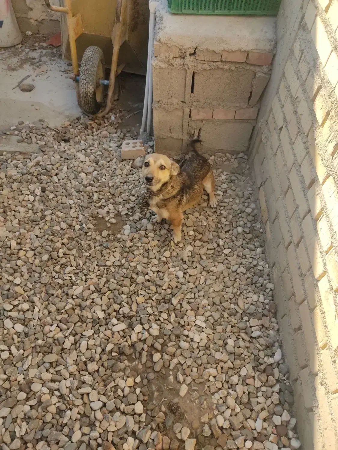 سگ بازیگوش زرنگ نر دوساله|سگ|گنبد کاووس, |دیوار