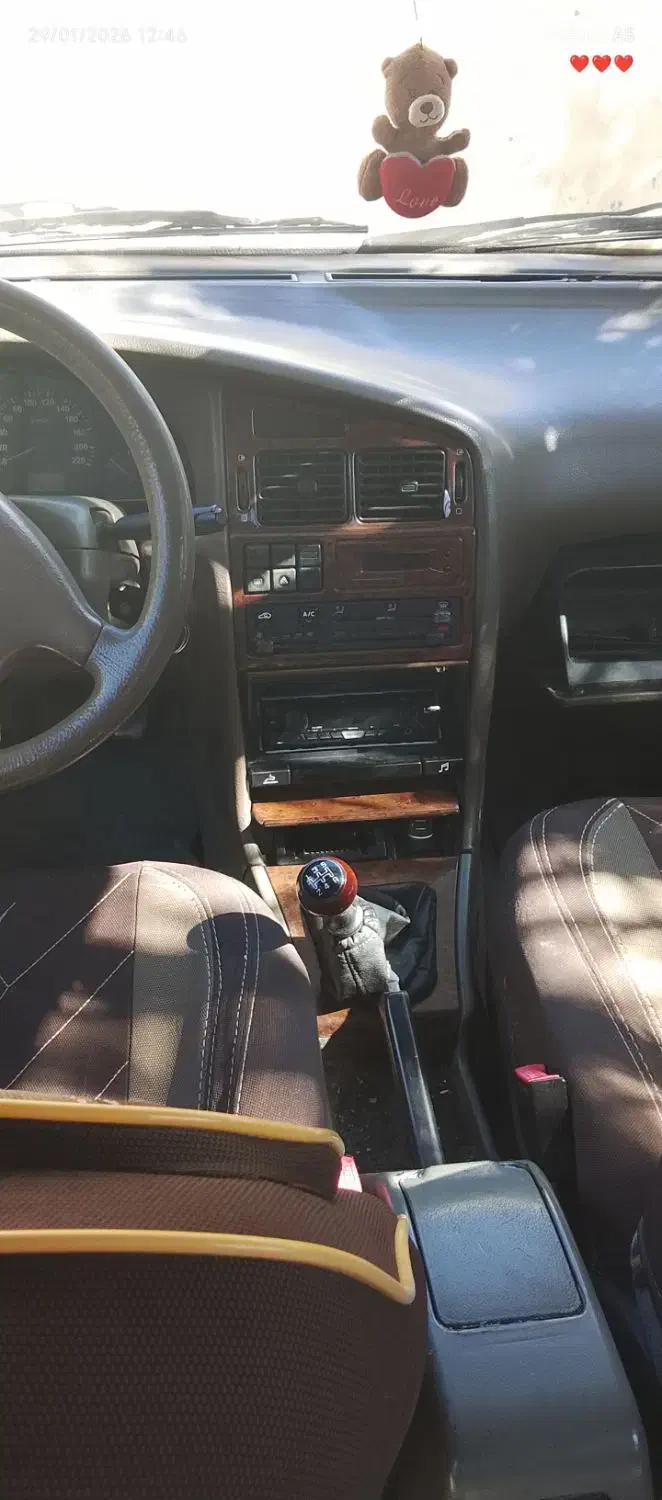 طوطی|پرنده|بم, |دیوار