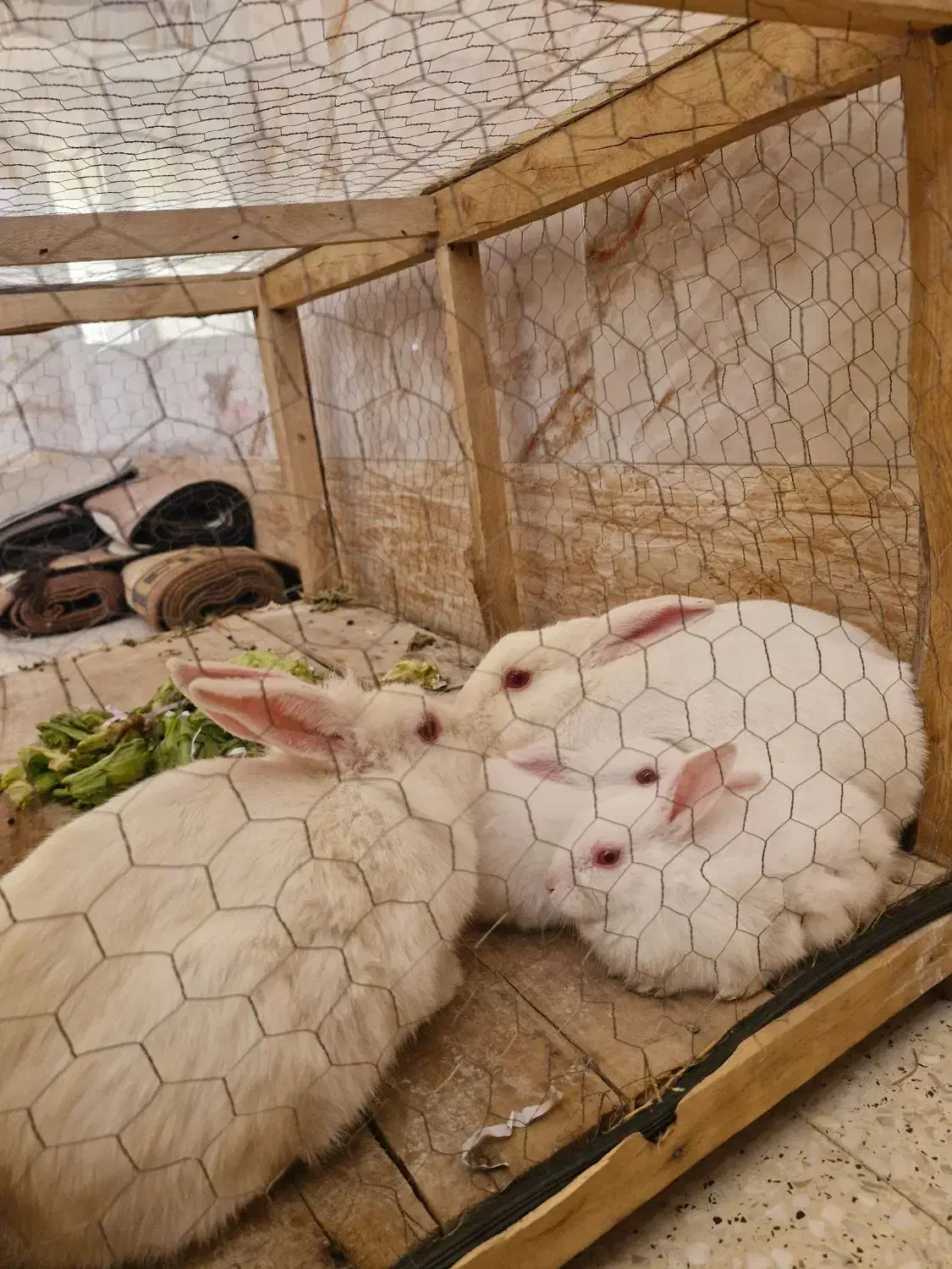 خرگوش|موش و خرگوش|مبارکه, |دیوار