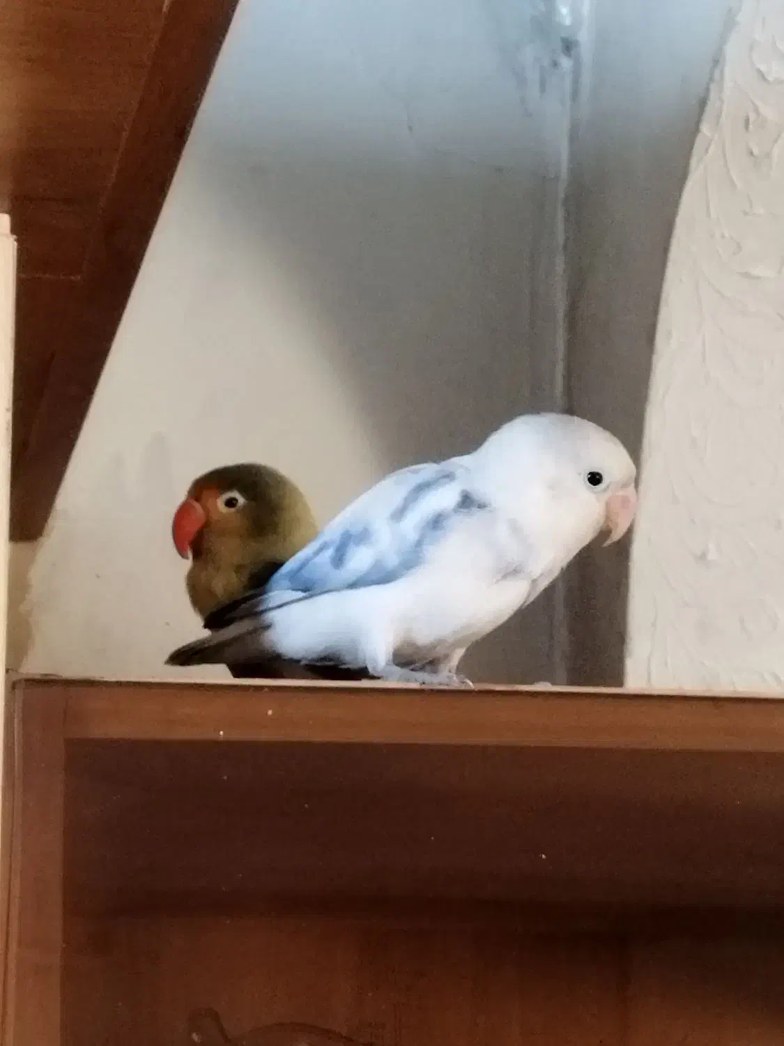 جفت کوتوله گم شده|حیوانات|مشهد, شهرک رازی (شهرک غرب)|دیوار