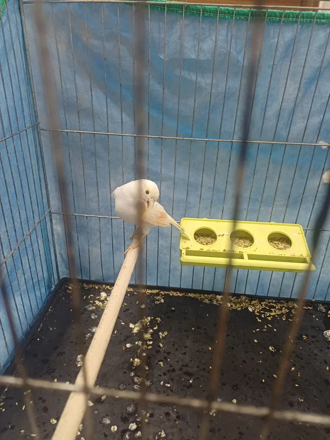 قناری|پرنده|قهدریجان, |دیوار