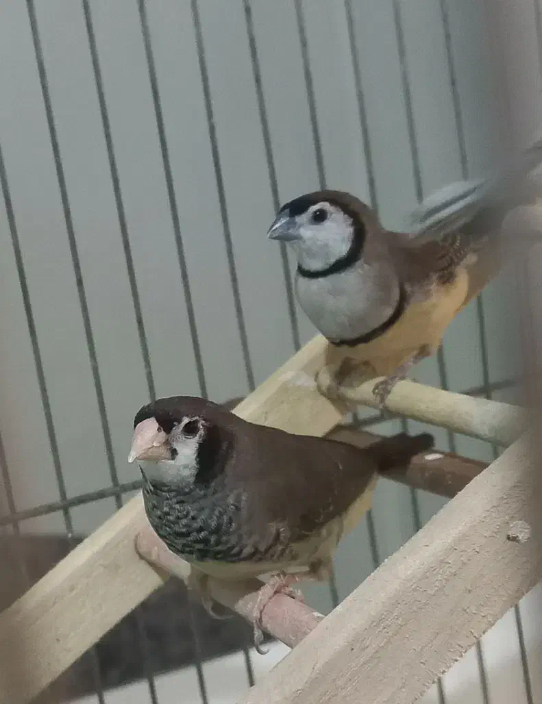 فنچ جغدی، نفچ نرگسی|پرنده|اصفهان, وحید|دیوار