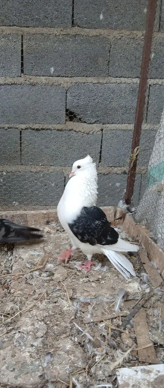 کبوتر دوکت معاوضه و فروش|پرنده|مرزیکلا, |دیوار