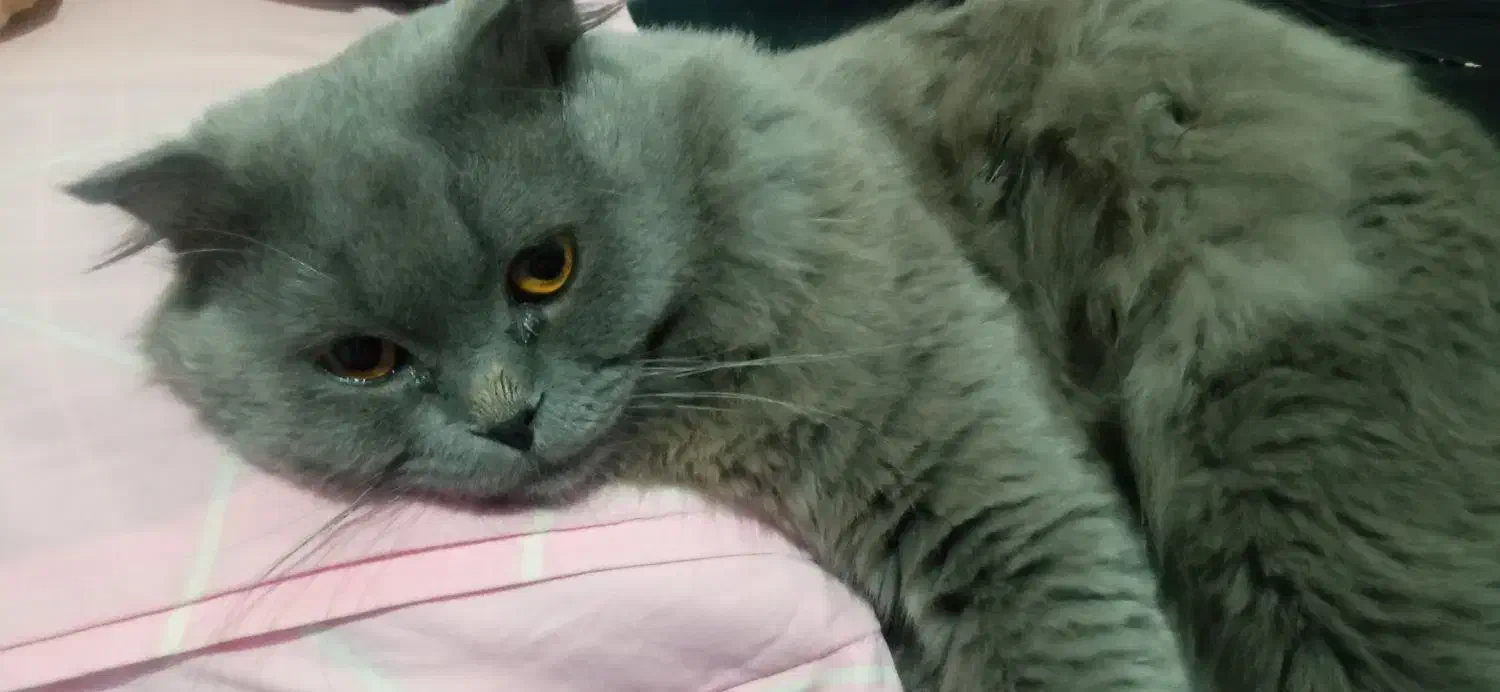 گربه اسکاتیش|گربه|بوکان, |دیوار