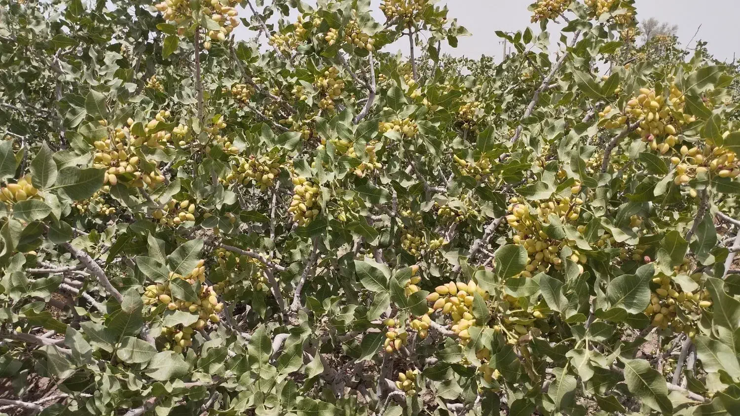 زمین پسته هرات مروست|فروش دفتر صنعتی، کشاورزی، تجاری|خاتم, |دیوار