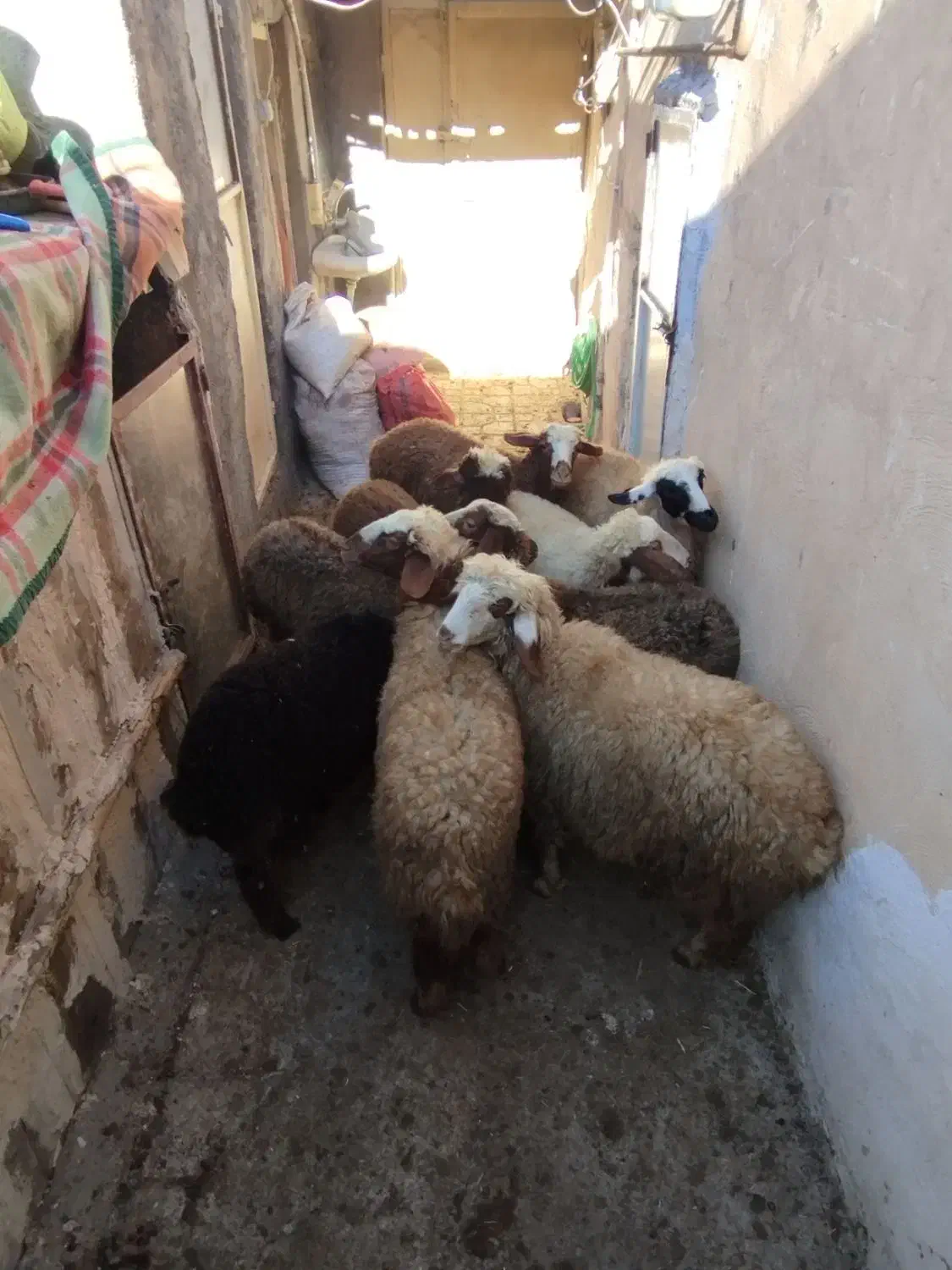 9عددبره ماده سالم سرحال جفتی 21|حیوانات مزرعه|مریوان, |دیوار