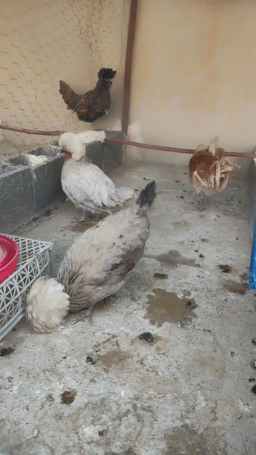 مرغ و خروس لهستانی|حیوانات مزرعه|فراشبند, |دیوار