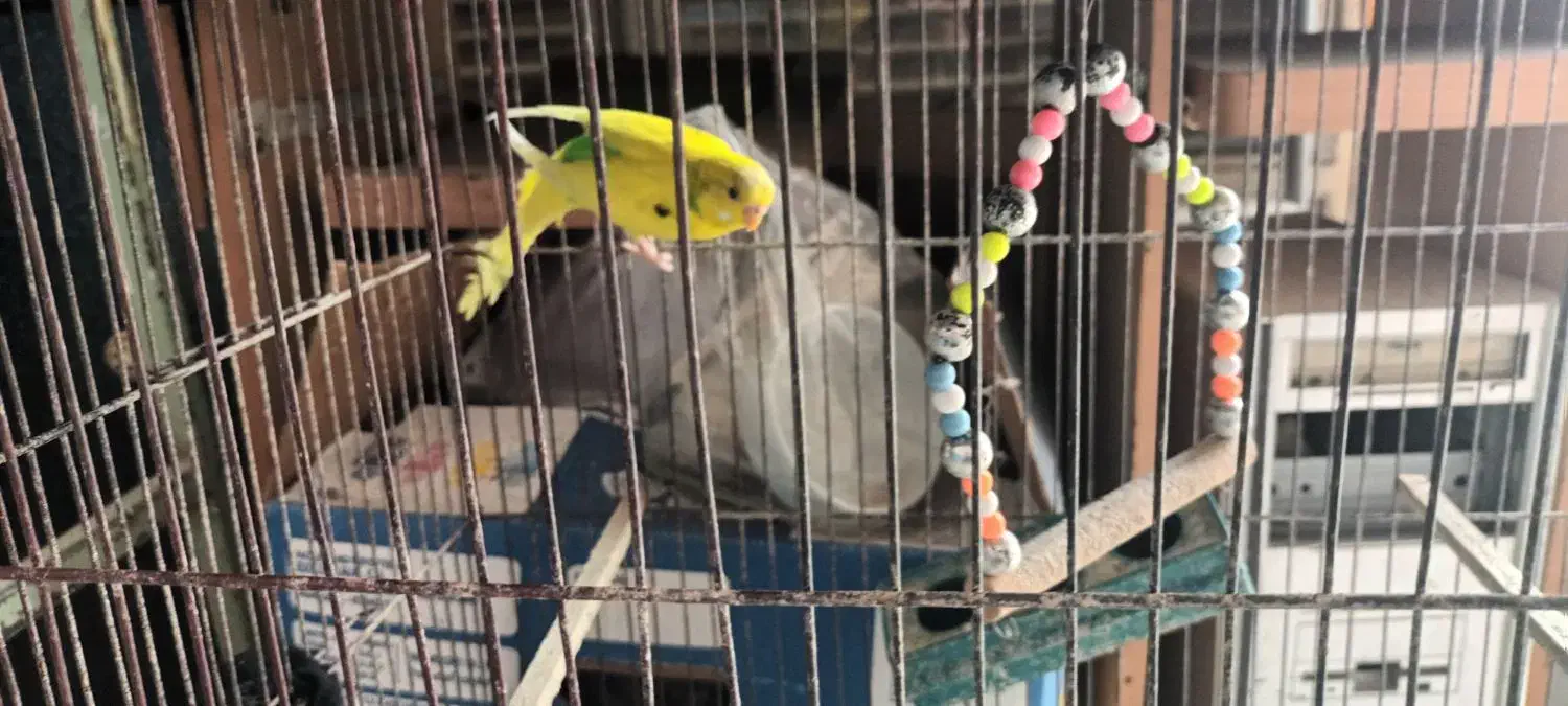 مرغ عشق|پرنده|تهران, شکوفه (عبدل آباد)|دیوار