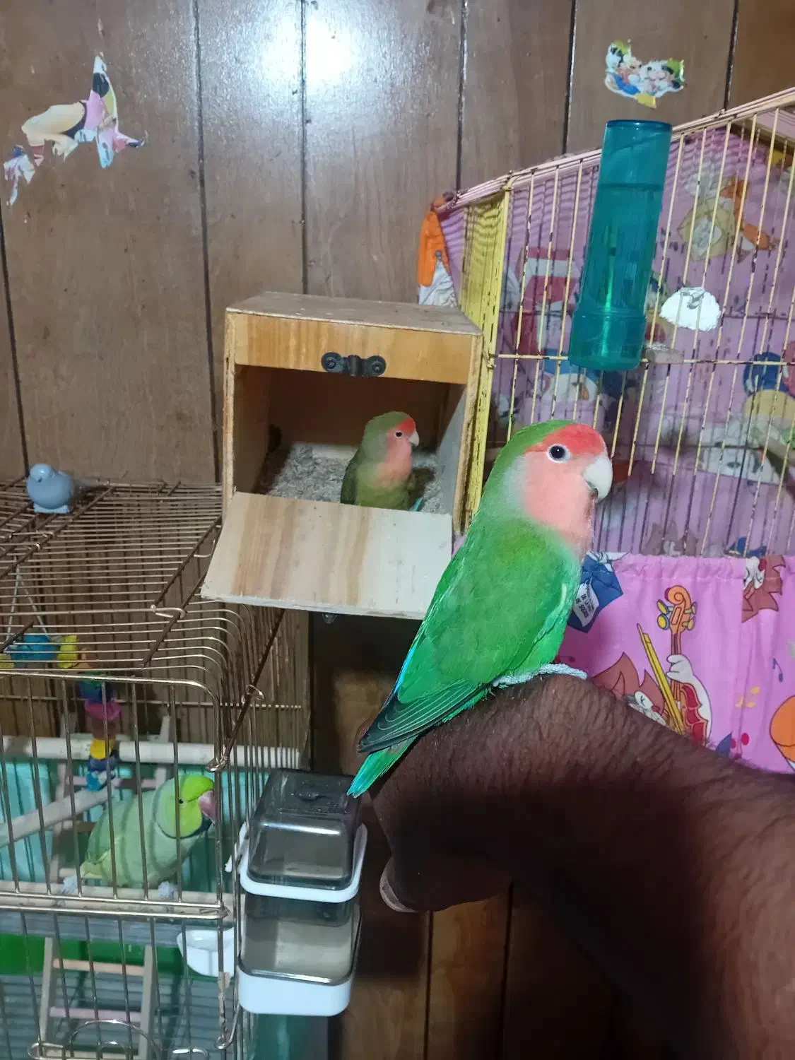 طوطی ملنگو و طوطی برزیلی و قفس و پایه|پرنده|بندرعباس, |دیوار