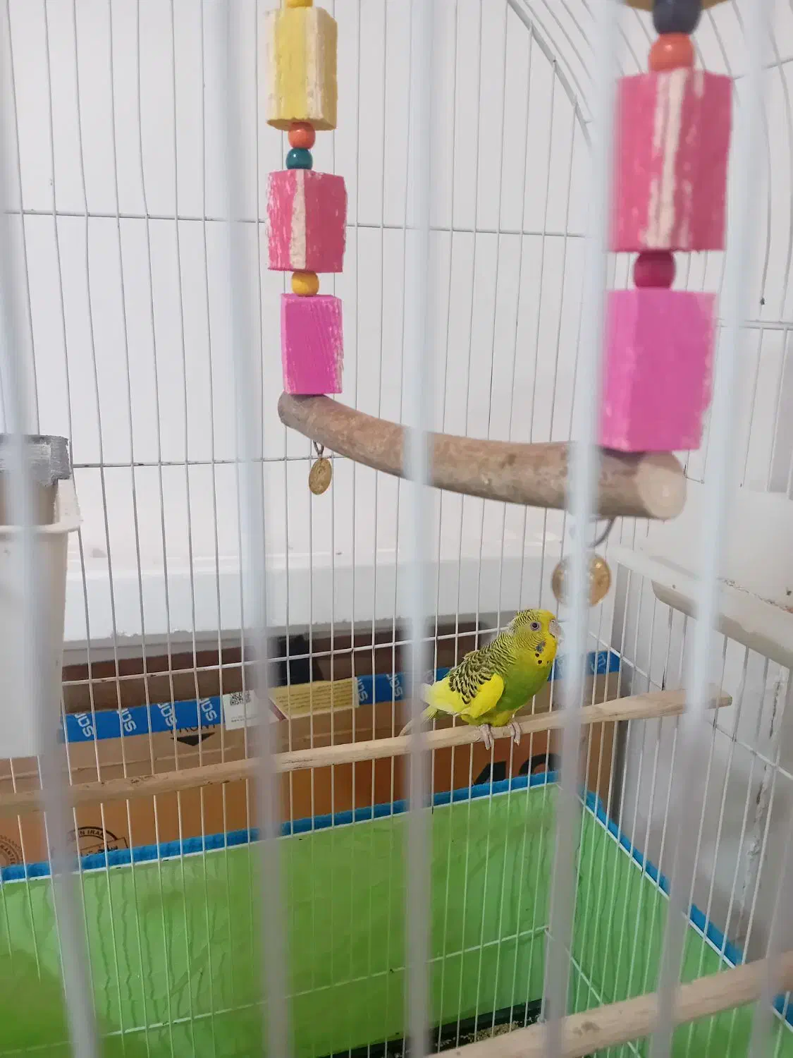 دوعدد مرغ عشق ماده به همراه قفس|پرنده|گرمسار, |دیوار