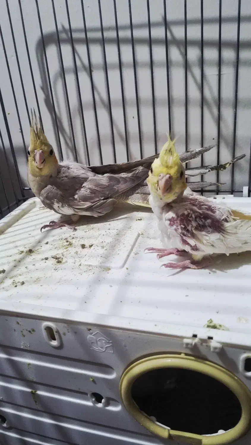 پرنده|پرنده|تهران, درب دوم|دیوار