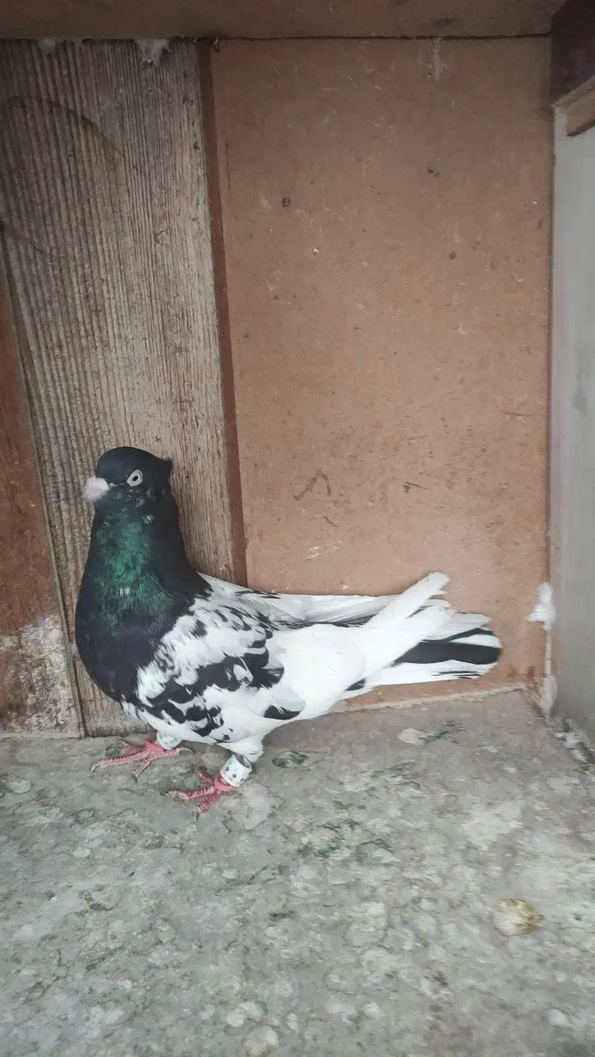 کفتر کله سیاه اصیل استان فارس|پرنده|شیراز, شهرک امیر کبیر|دیوار