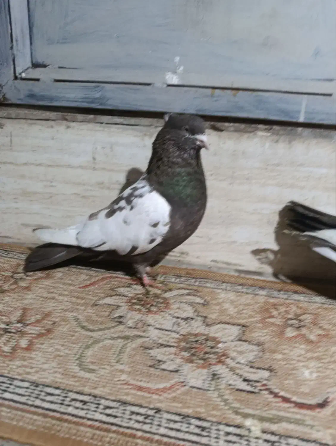 فروش‌کبوتر‌سینلی‌|پرنده|میانه, |دیوار