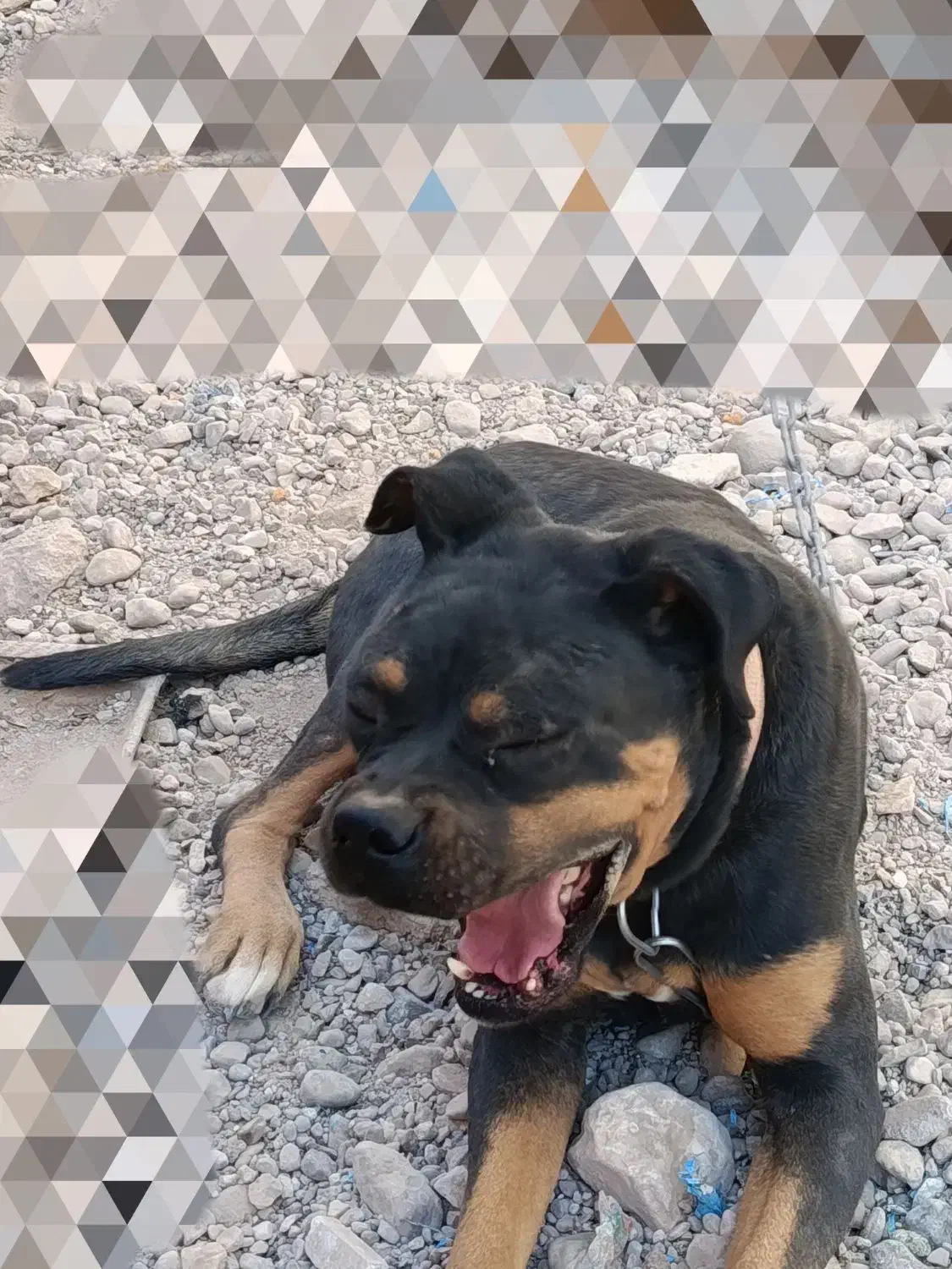 واگذاری سگ روتوایلر|سگ|کرمان, |دیوار