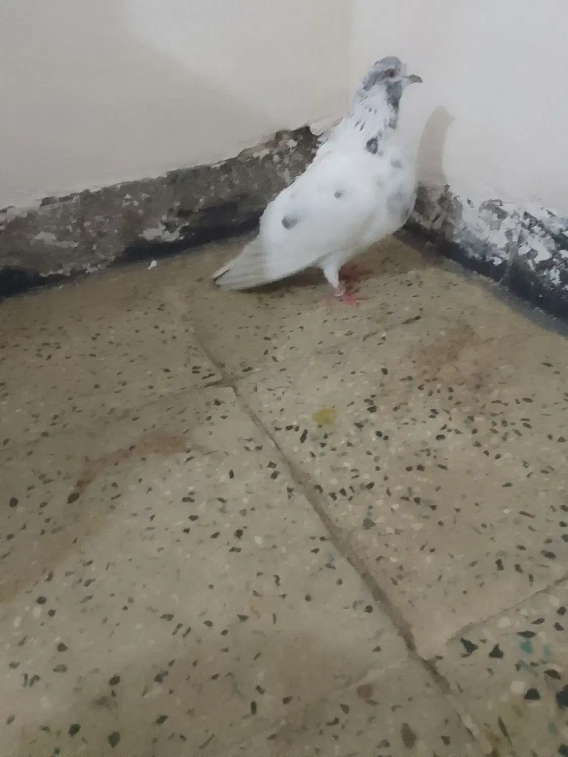 کبوتر|پرنده|شوشتر, |دیوار