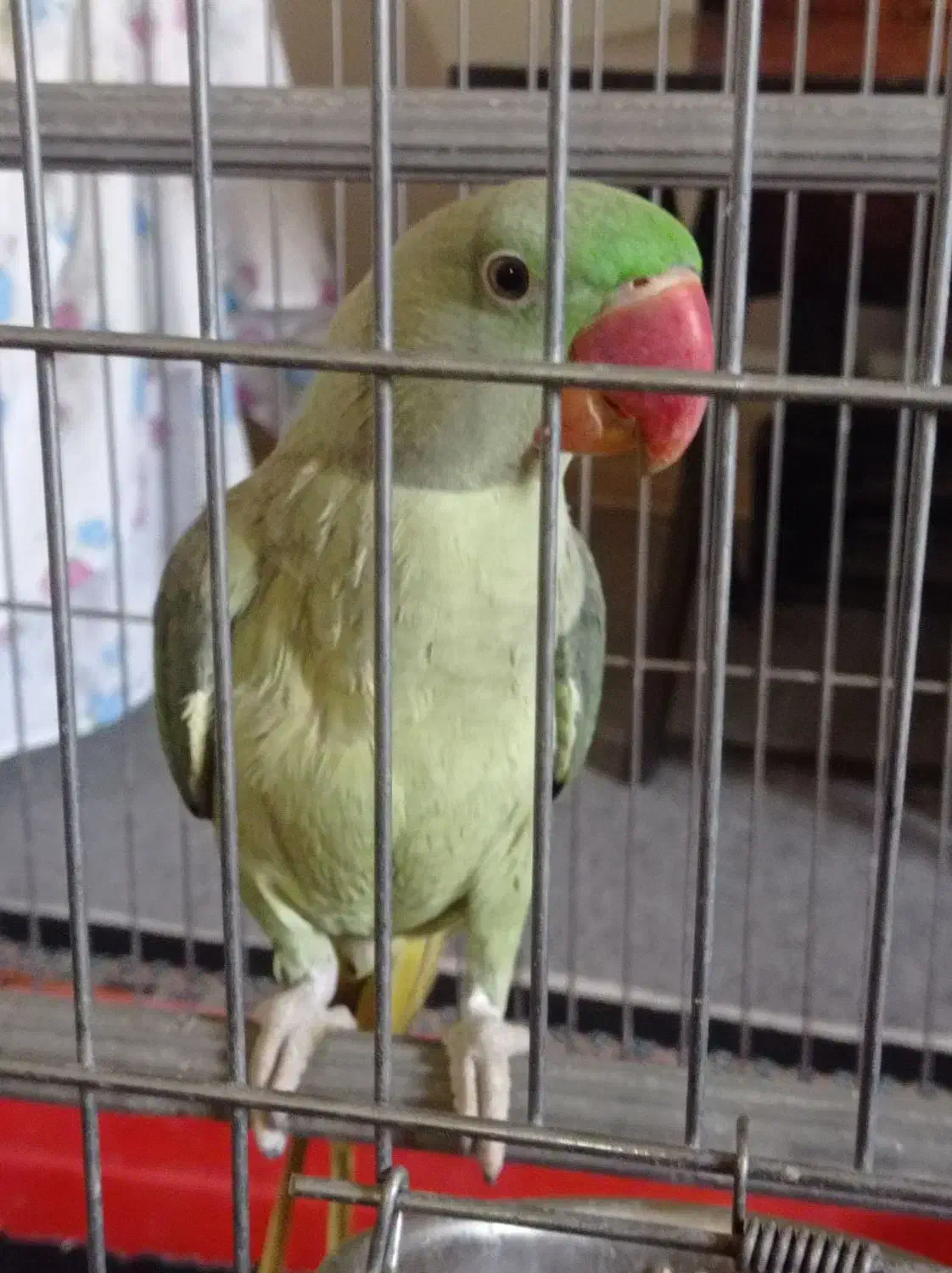 شاه طوطی|پرنده|زرند, |دیوار