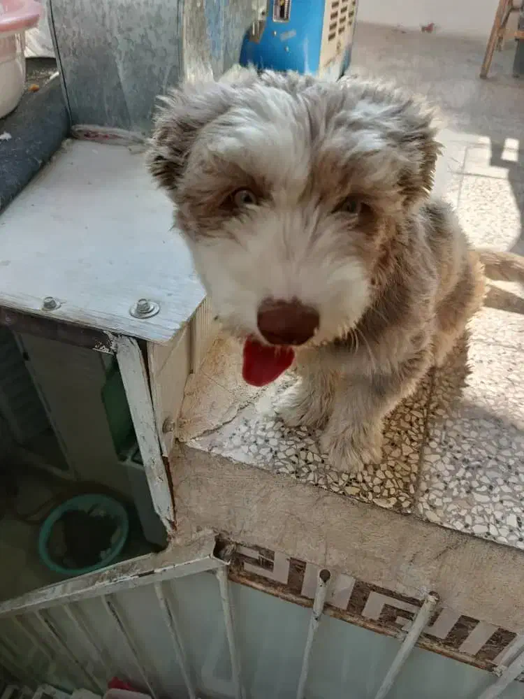 واگذاری سگ|سگ|شیراز, محراب|دیوار