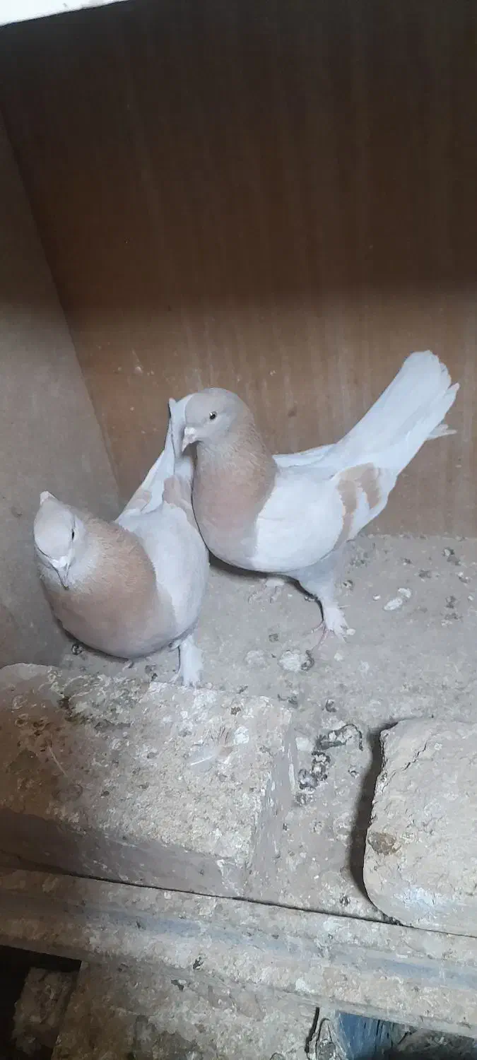 یه جفت تهرانی|پرنده|دماوند, دماوند|دیوار