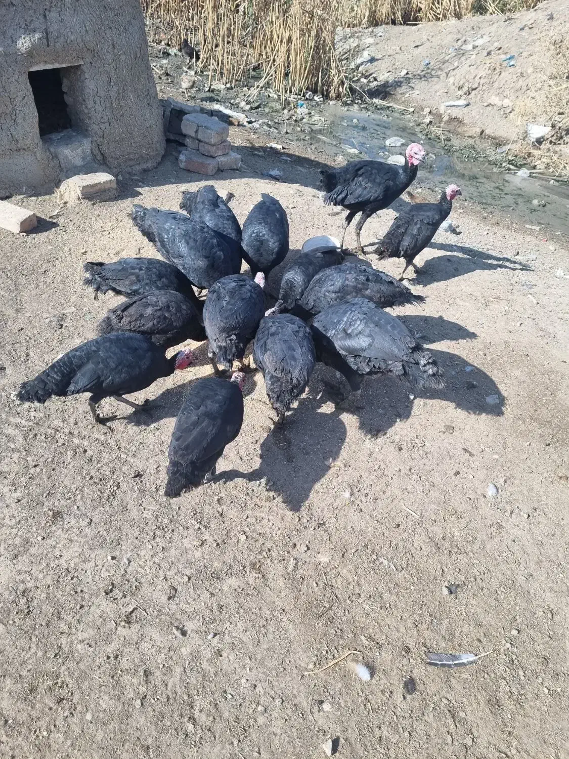 بوقلمون|حیوانات مزرعه|شیروان (لرستان), |دیوار