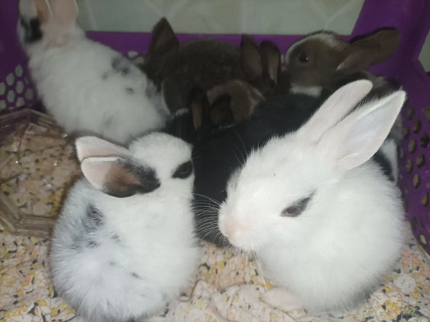 خرگوش|موش و خرگوش|نیمروز, |دیوار