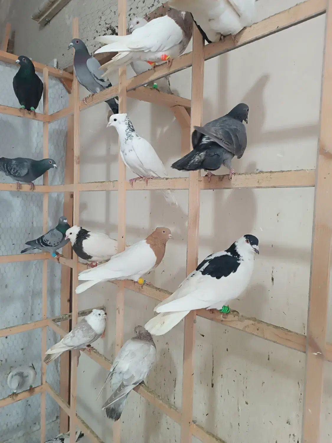 کفتر بومب|پرنده|مشهد, چهارچشمه|دیوار