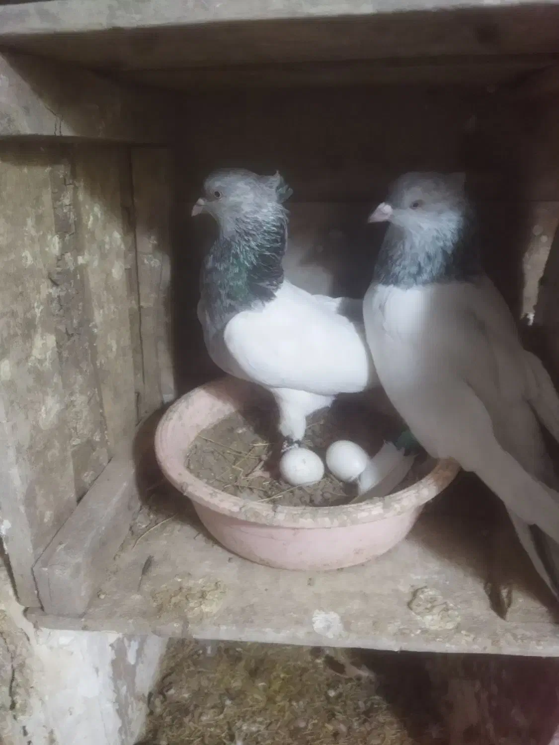 2جفتی سالم زات دار|پرنده|سبزوار, زینبیه|دیوار