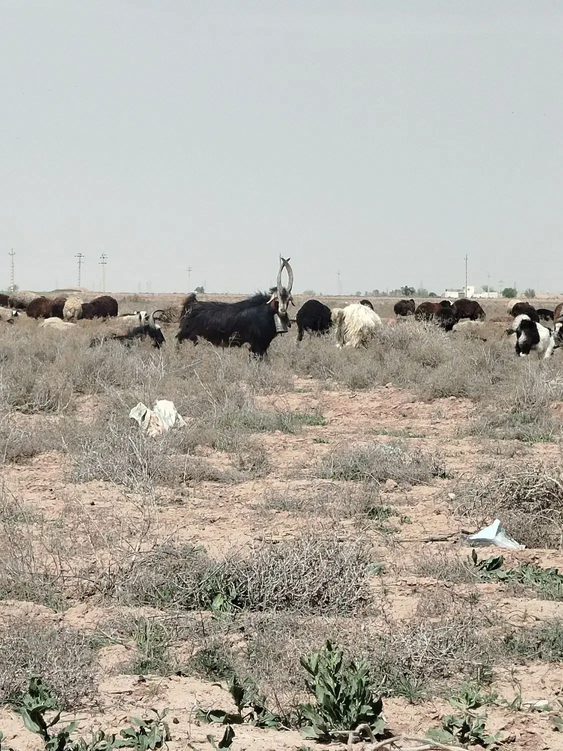 نربز|حیوانات مزرعه|تهران, جی|دیوار