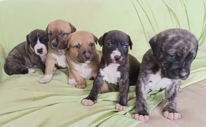 توله سگ پیت بول|سگ|پردیس, فاز ۱۱|دیوار