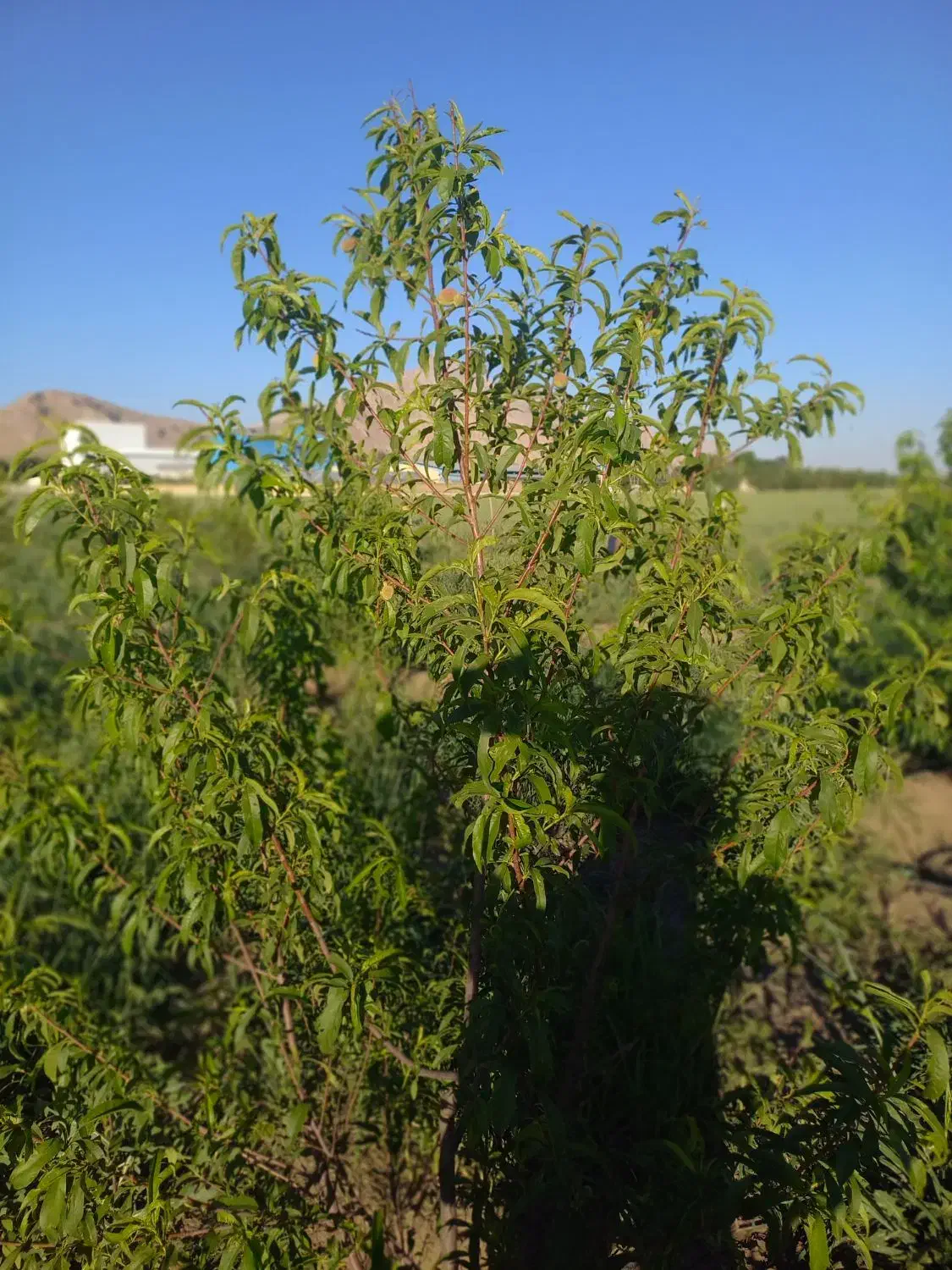 باغ جاده سنندج|فروش دفتر صنعتی، کشاورزی، تجاری|کرمانشاه, |دیوار
