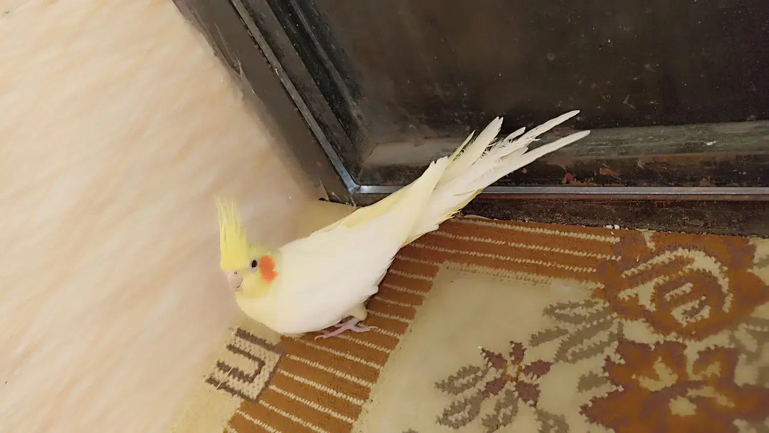 عروس هلندی|پرنده|محلات, |دیوار