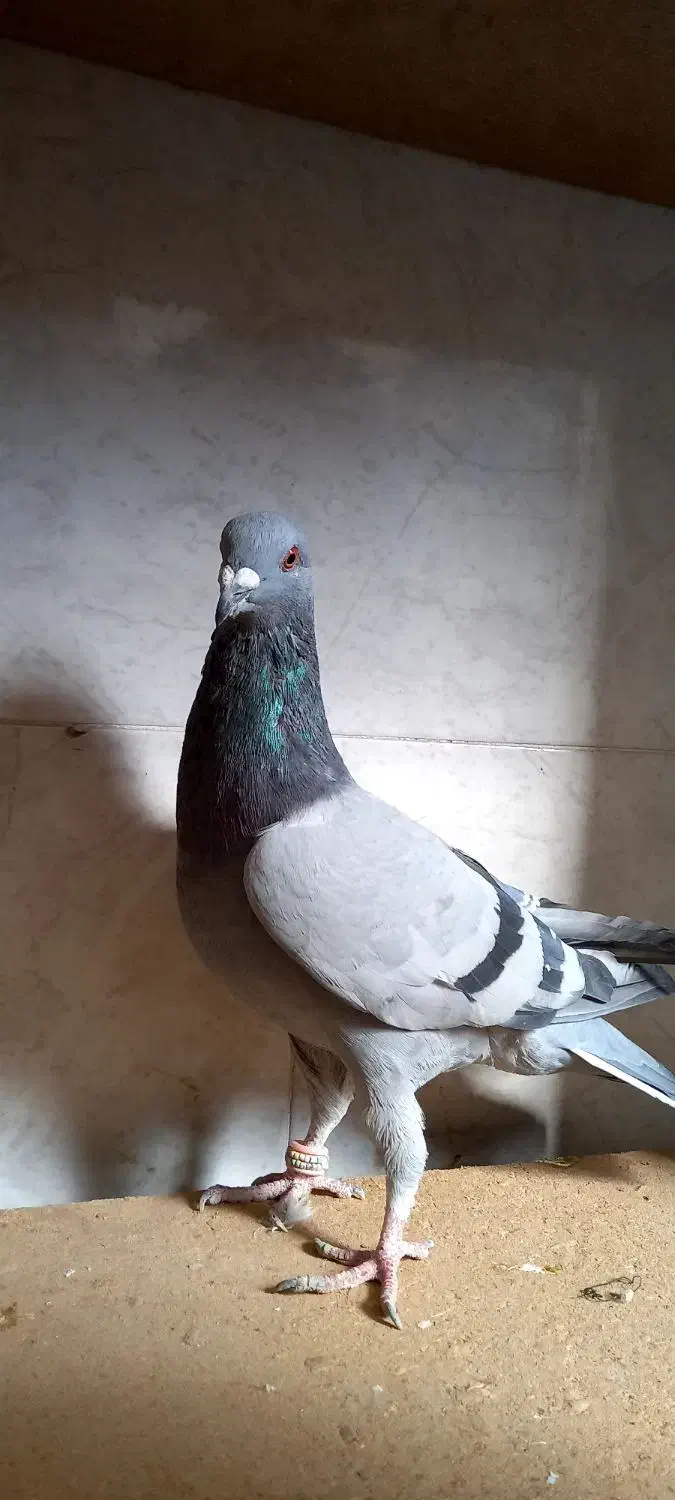 کبوتر|پرنده|برخوار, |دیوار