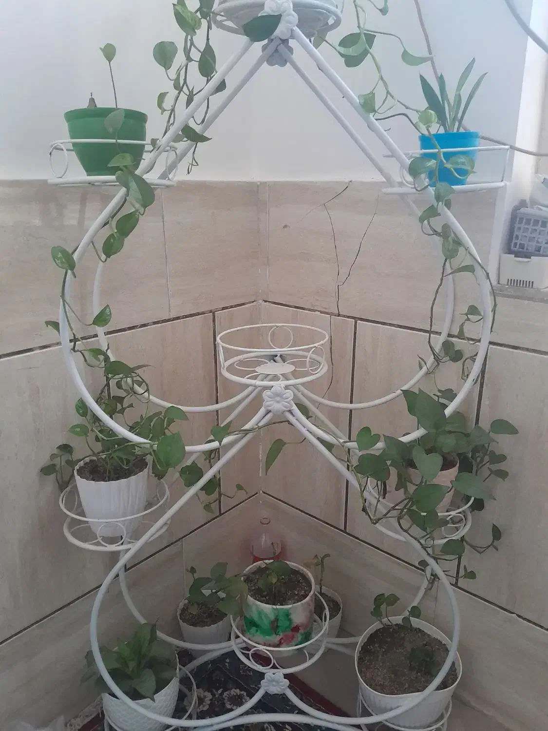 استند گل|گل و گیاه طبیعی|اهواز, حصیرآباد|دیوار