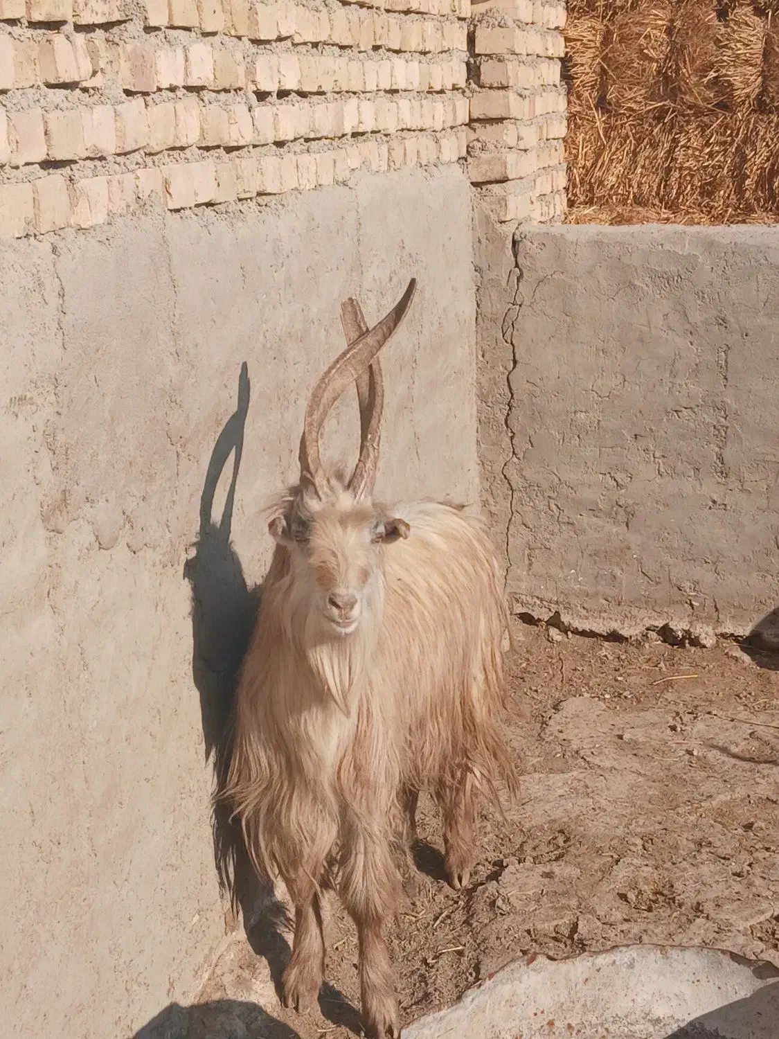 ۷رس‌بزغاله‌نر‌عالی‌برای‌ نربزی دونه ای ۲۵۰۰۰۰۰۰|حیوانات مزرعه|جوادآباد, |دیوار