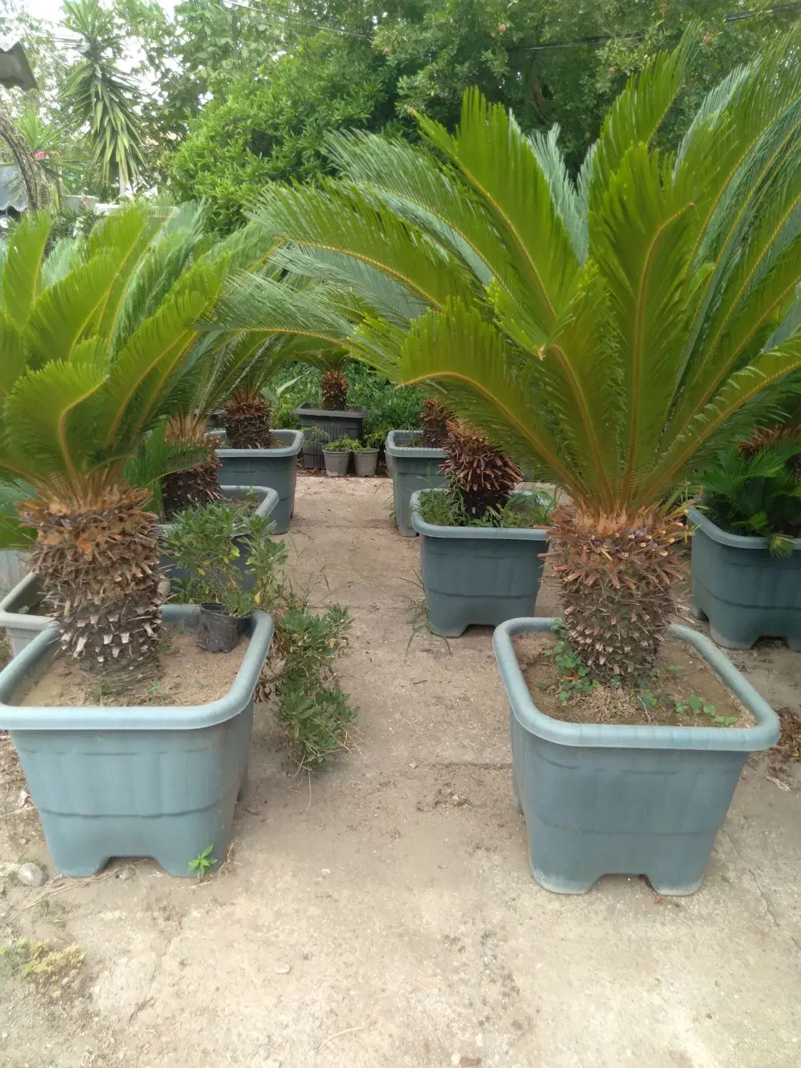 سیکاس|گل و گیاه طبیعی|رامسر, |دیوار