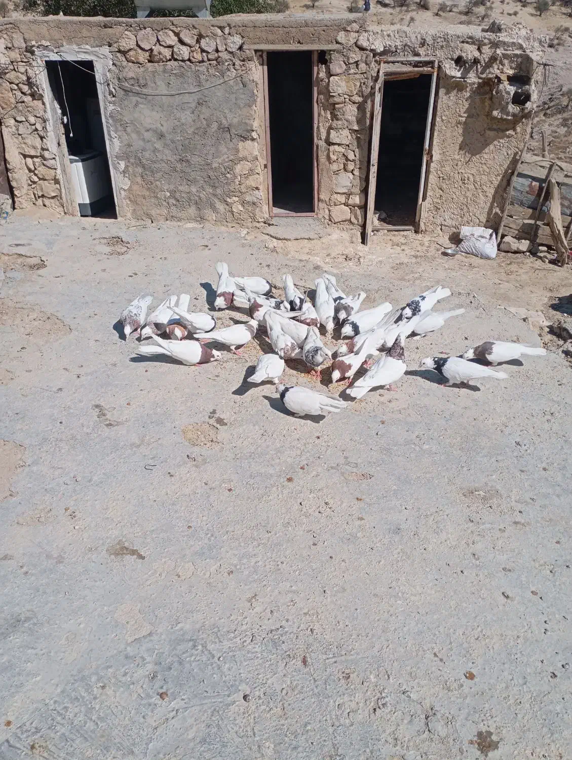 سری700|پرنده|لنده, |دیوار