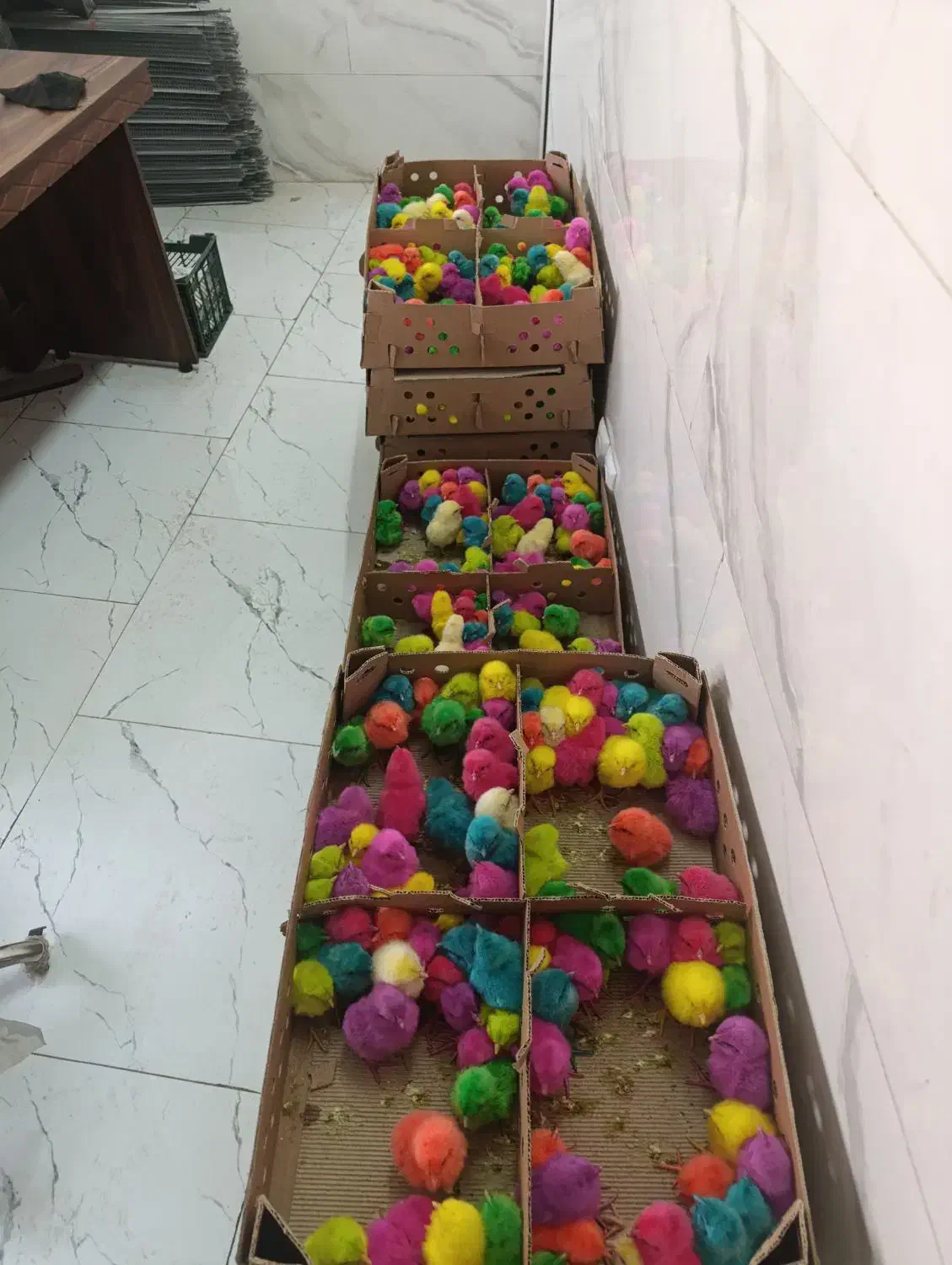 جوجه رنگی|حیوانات مزرعه|جوادآباد, |دیوار