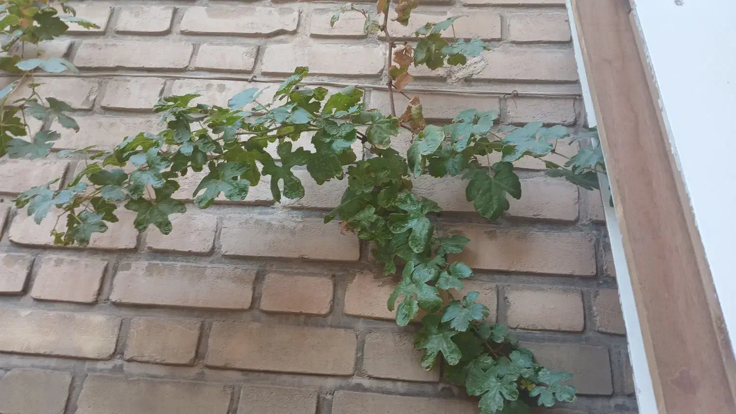 منزل ویلایی ۱۲۵متر پشت قواره نزدیک حرم|فروش خانه و ویلا|قم, باغ شازده|دیوار