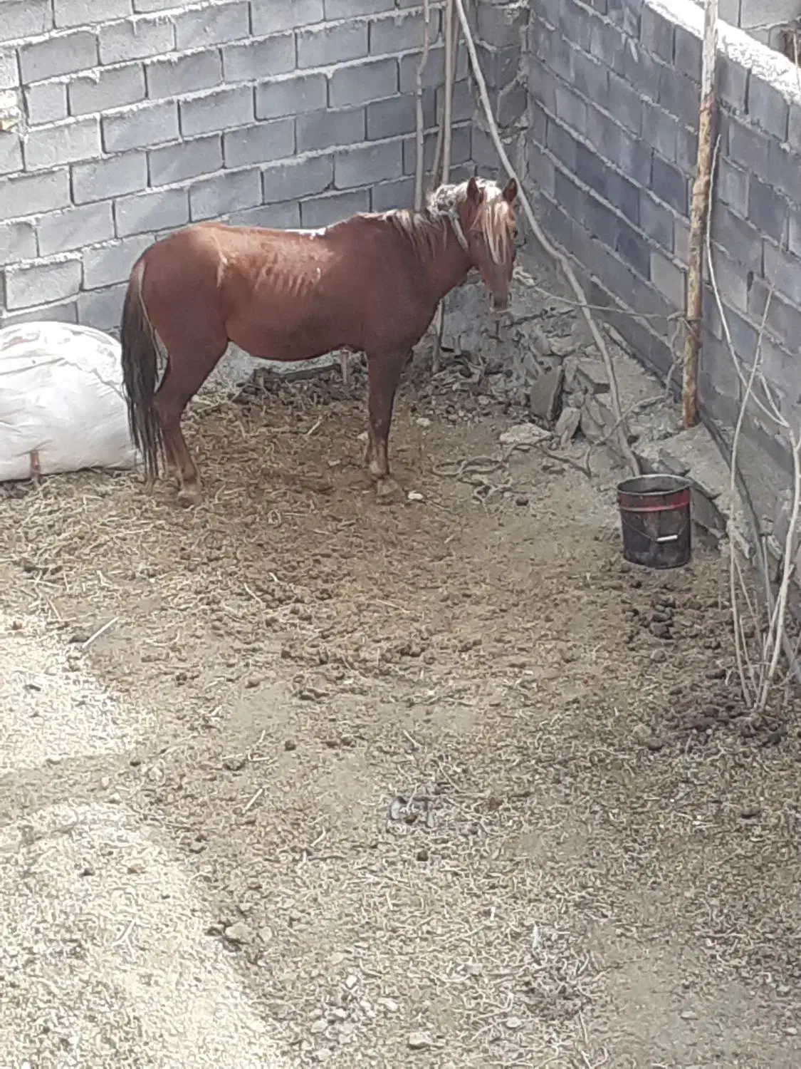 اسب خوب باری بدون هیچ مشکلی|اسب و تجهیزات اسب‌سواری|همدان, |دیوار